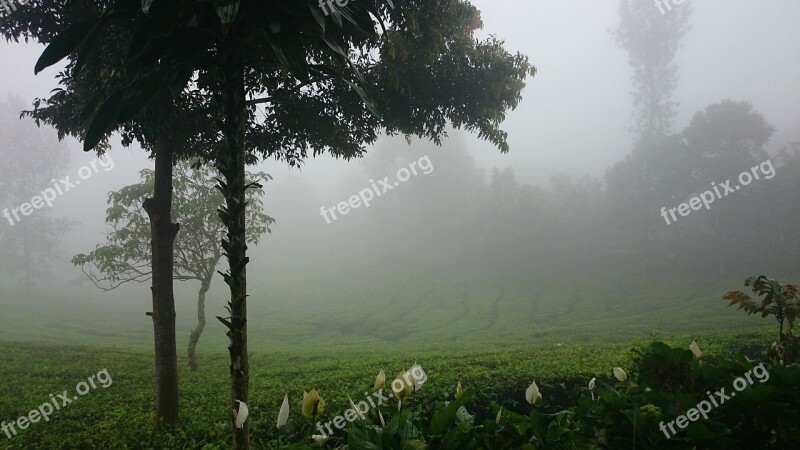 Plantation Foggy Misty Morning Indonesia