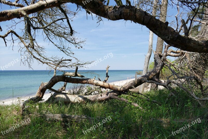 Baltic Sea West Beach Fischland-darß National Park Free Photos