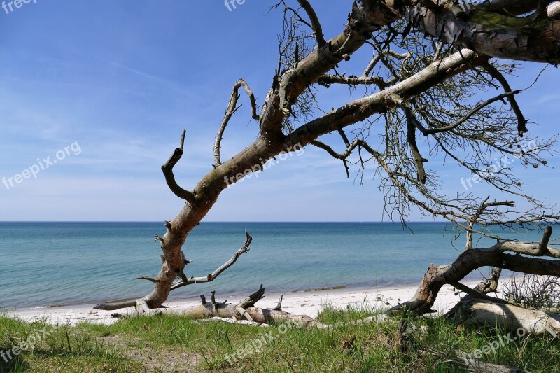 Baltic Sea West Beach Fischland-darß National Park Free Photos