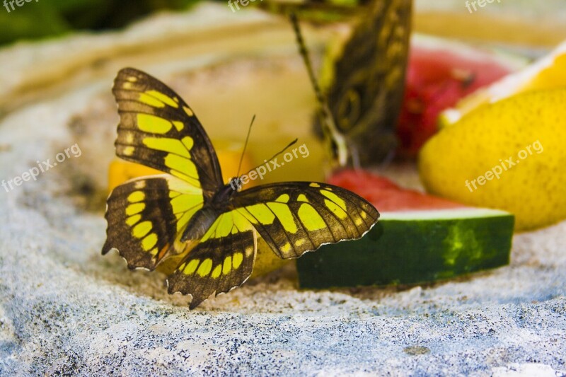 Butterfly Fruit Watermelon Monarch Butterfly Colorful