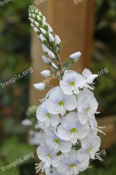 Veronica Flower Speedwell White Petals