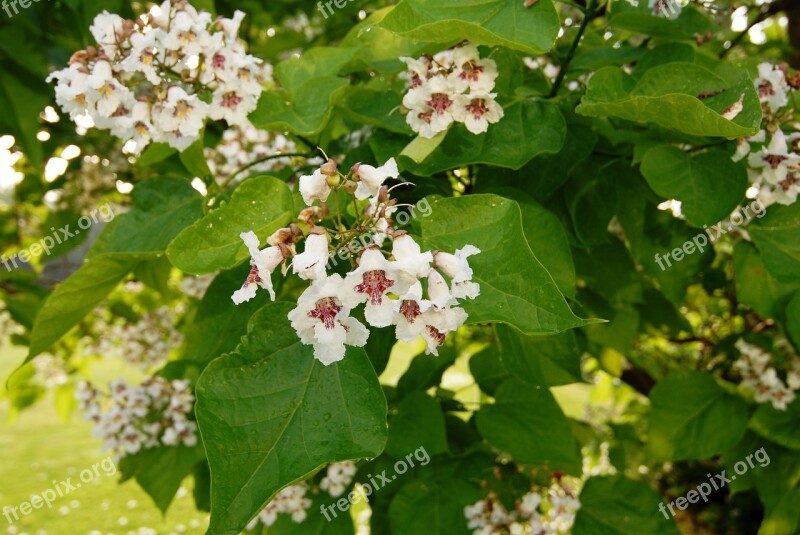 Nature Flowers Catalpa Whites Free Photos