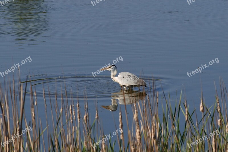 Animal River Waterside Wild Birds Heron