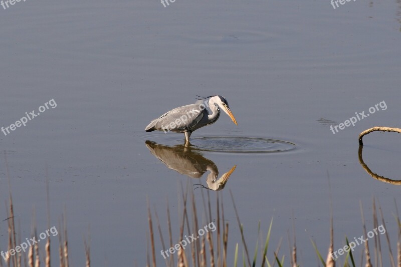 Animal River Waterside Wild Birds Heron