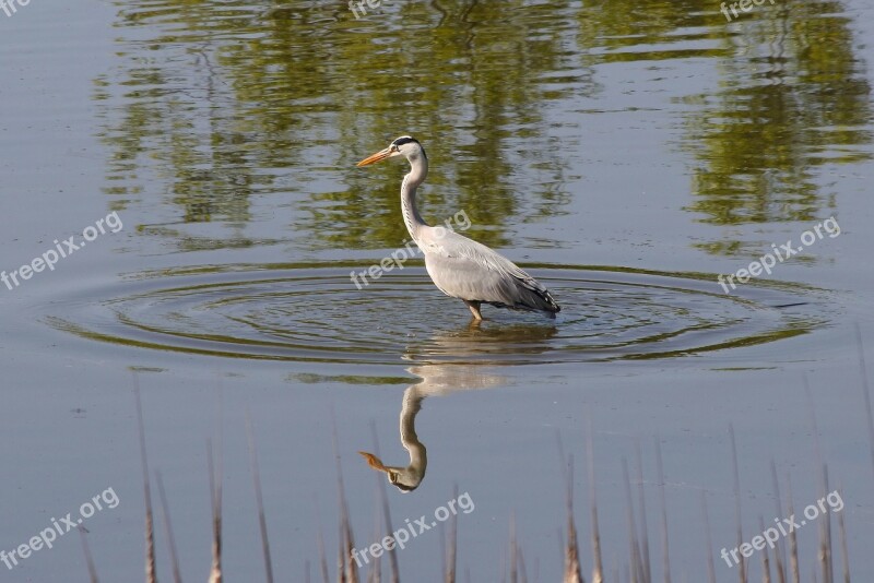 Animal River Waterside Wild Birds Heron