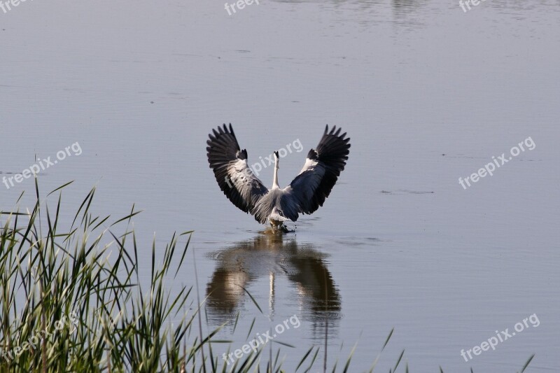 Animal River Waterside Wild Birds Heron