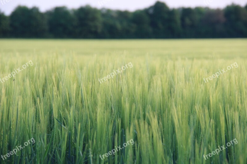 Nature Field Agriculture Cereals Arable