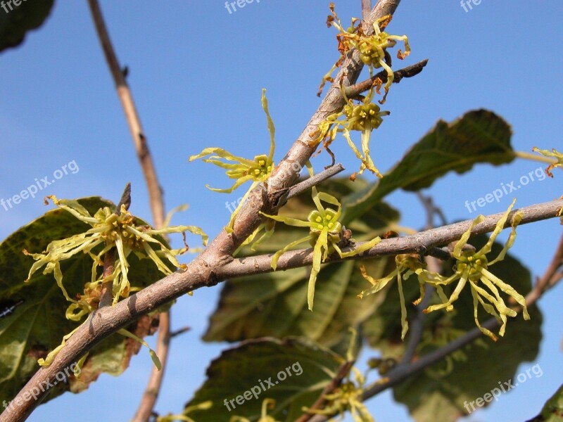 Witch Hazel Virginiana Nurseries Shrub Free Photos