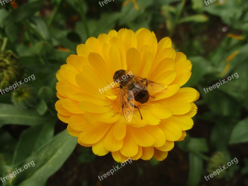 Flower Yellow Flower Beautiful Flower Floral Spring