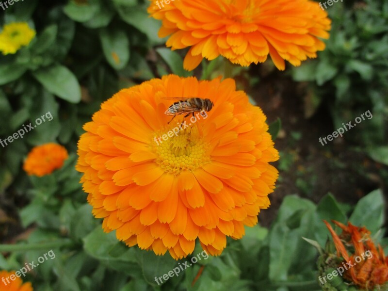 Flower Beautiful Flower Floral Spring Blossom