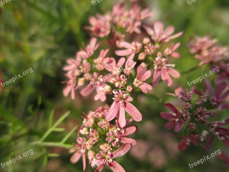 Flower Red Flower Beautiful Flower Red Floral