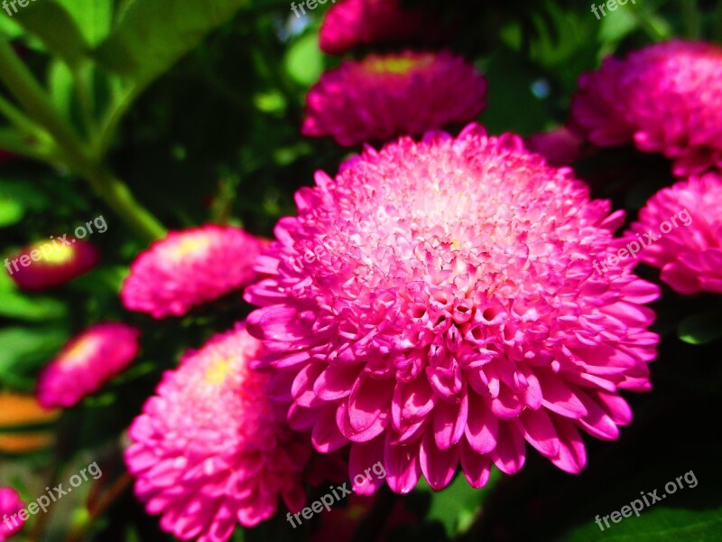 Flower Red Flower Beautiful Flower Red Floral