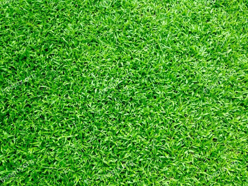 Grass Grass Field Green Grass Green Lawn