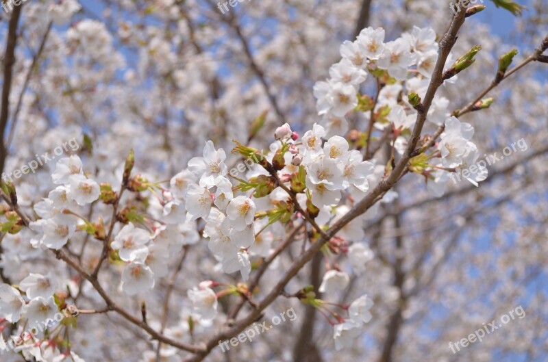 Cherry Blossoms Japan Flowers Spring Landscape