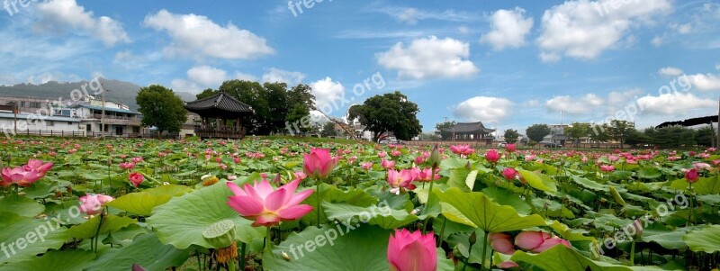 Lotus Flowers Sky Nature Water Lilies