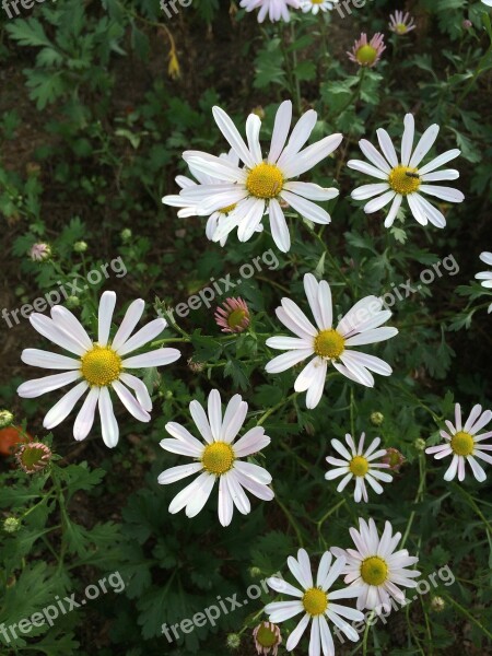 Gujeolcho Flowers Autumn Nature Plants