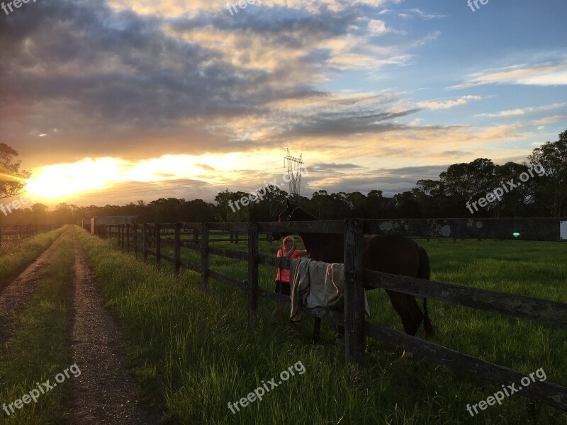 Horse Paddock Australia Free Photos