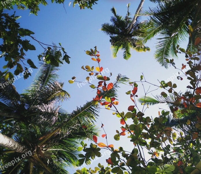 Trees Tropical View Coconuts Flowers