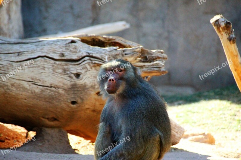 Hamadryas Baboon Red Butt Staring Animal Zoo