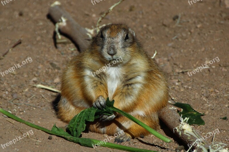 Prairie Dog Ground Squirrel Rodent Eating Fluffy