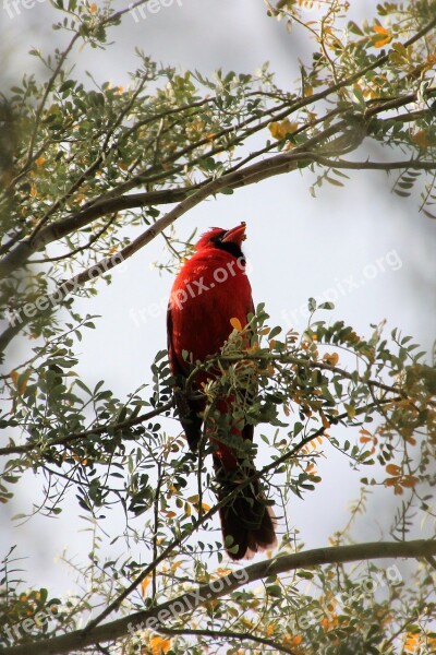 Cardinal Redbird Wildlife Animal Fauna