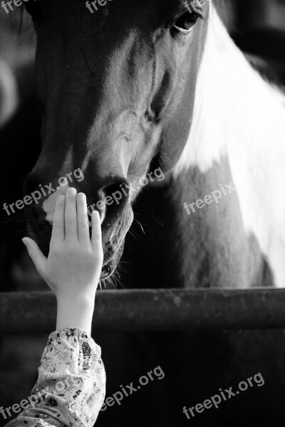 Horse Hand Mindfulness Free Photos