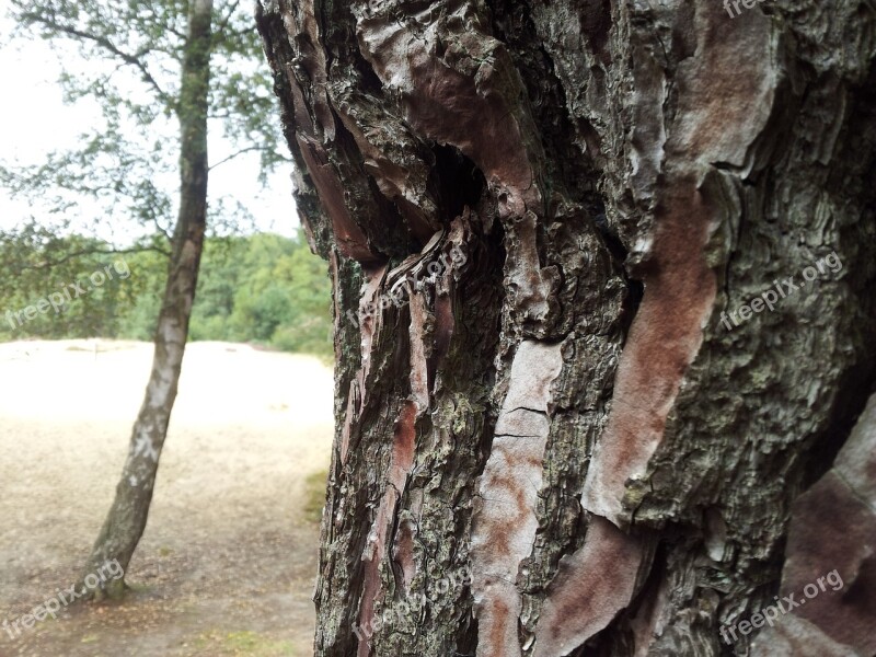 Tree Bark Tree Trunk Tree Bark Forest