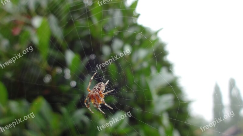 Spin Web Garden Spider Animal Nature