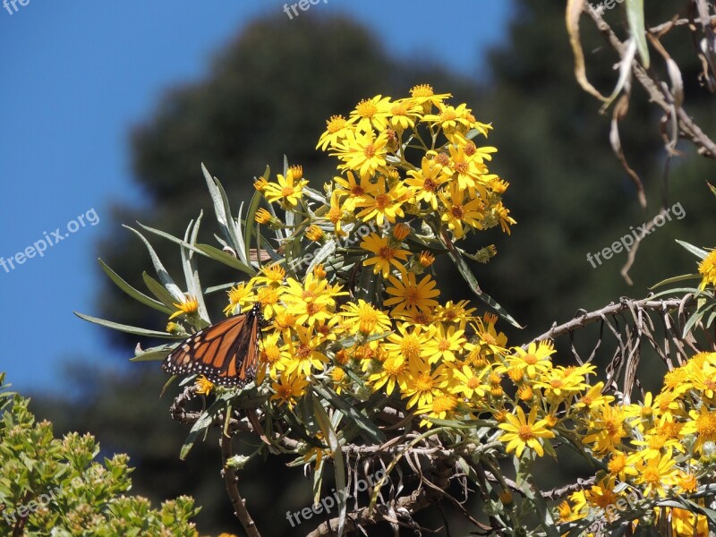 Butterfly Monarch Monarch Butterfly Free Photos