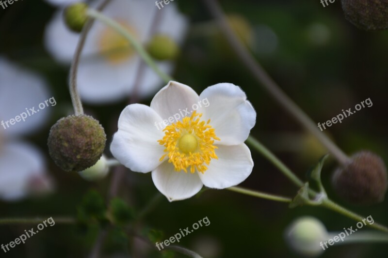 Blossom Bloom White Spring Flower