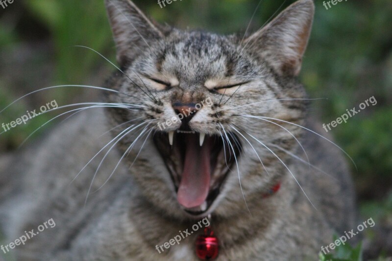 Cat Tired Yawn Free Photos