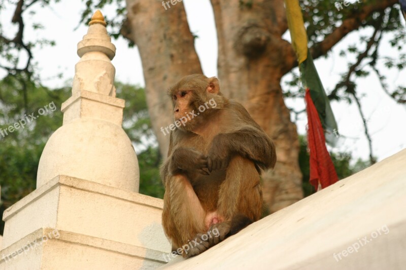 Monkeys Kathmandu Temple Nepal Free Photos