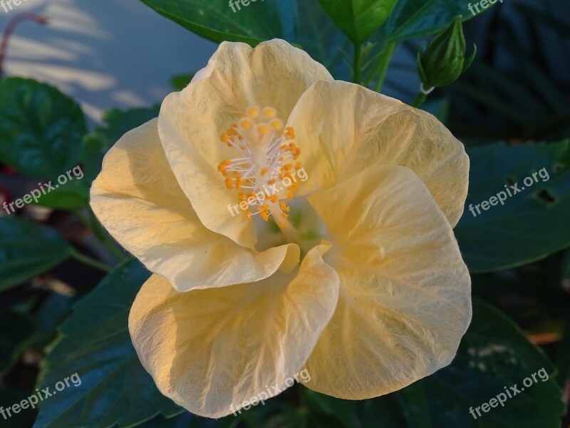 Hibiscus Yellow Yellow Hibiscus Flower Botany