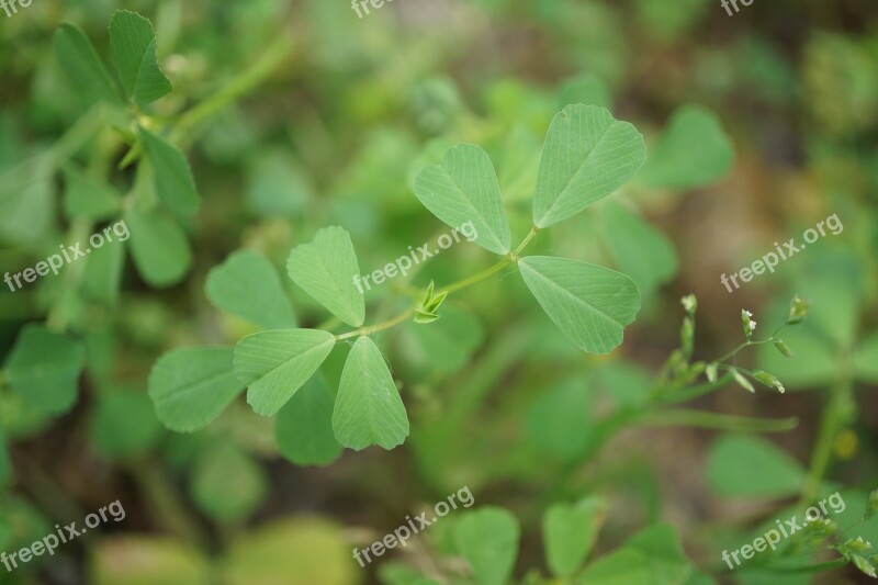 Green Grass Green Clover Free Photos