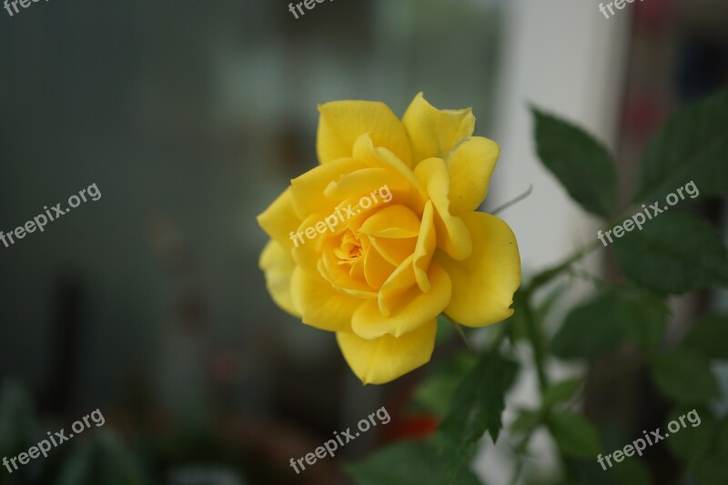 Yellow Jasmine Plant Free Photos