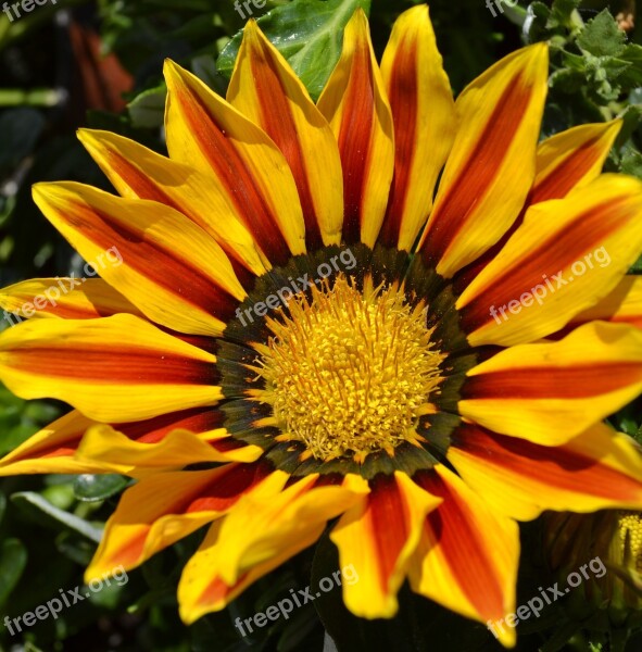 Yellow Flower Sun Flower Yellow Napvirág Flower Garden Summer Flower