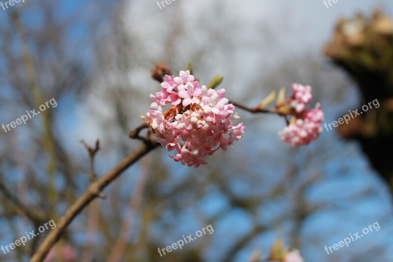 Flowers Blossom Spring Blossom Buds Nature