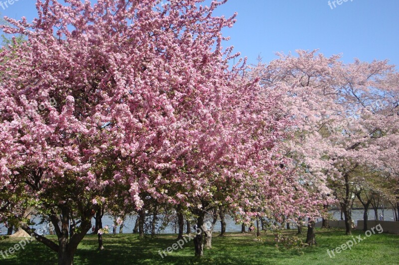 Cherry Blossom Tree Cherry Cherry Blossoms Spring