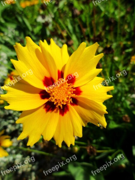 Large Floral Girl's Eye Yellow Blossom Bloom Flower