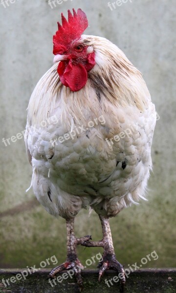 Cockerel Rooster Poultry Free Photos