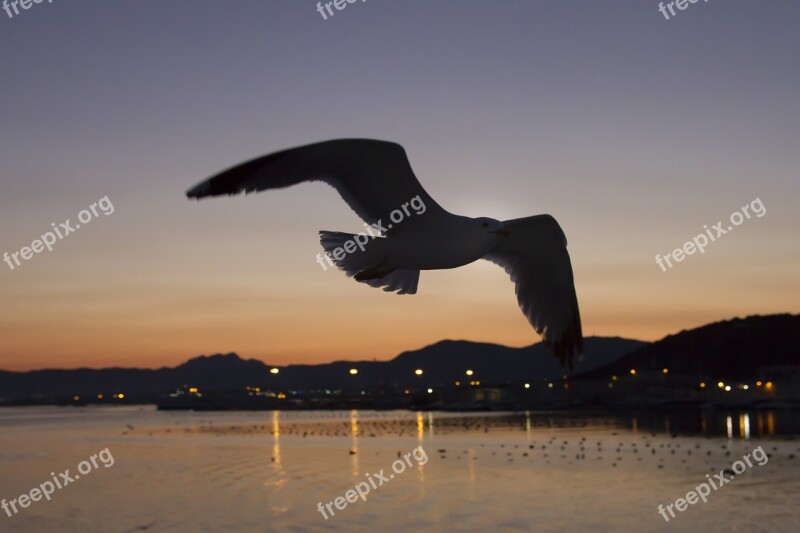 Afterglow Gulls Contour Olbia Sardinia