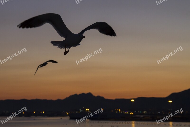 Afterglow Gulls Contour Olbia Sardinia