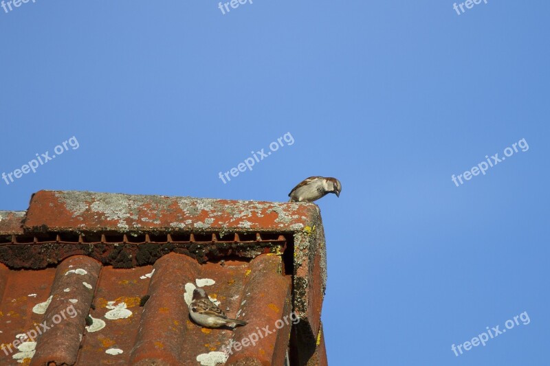 Sperling House Sparrow Hide Search Free Photos