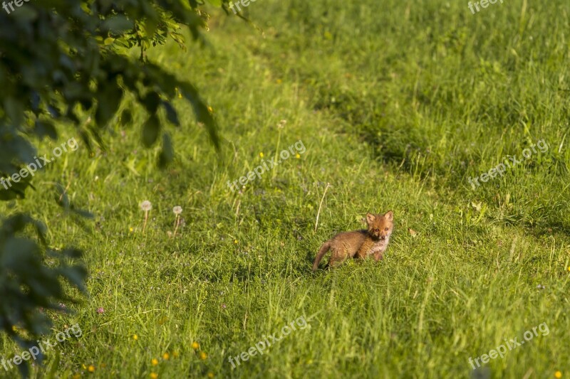 Fuchs Young Fox Curious Fox Puppy Free Photos