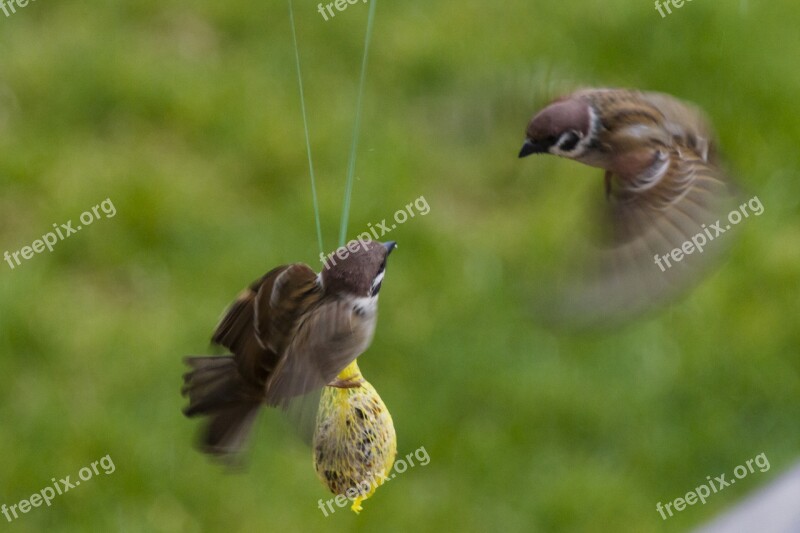 Sperling Sparrow Air Combat Futterneid House Sparrow