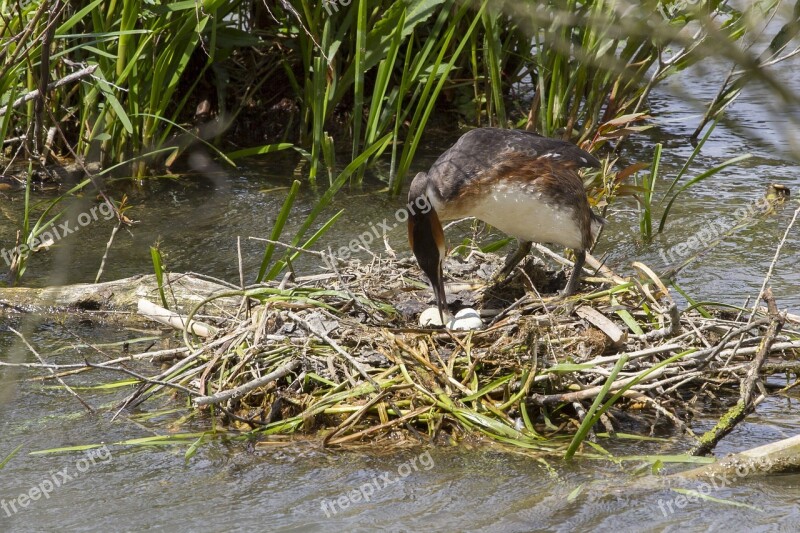 Brood Care Great Crested Grebe Nest Bird Eggs Free Photos