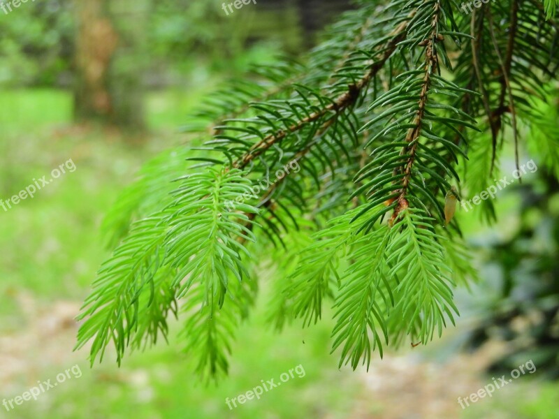 Conifer Forest Green Foliation Needles