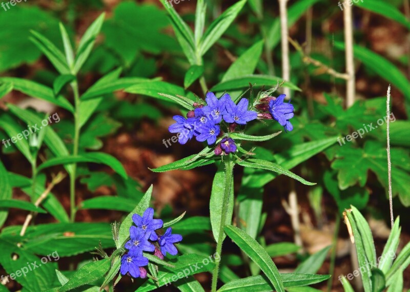 Flower Blue Forest Dark Lungwort Pulmonaria Obscura