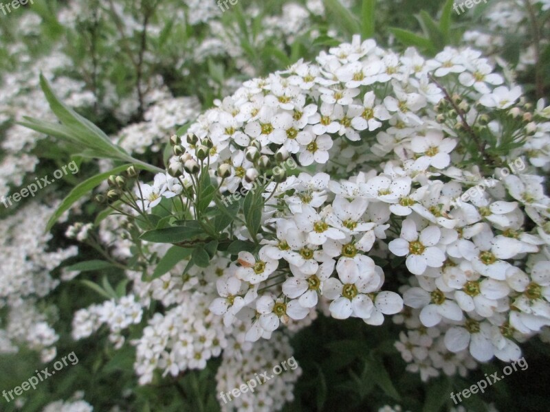 Spring Flowers Spirea Spring Flowers Small Flowers