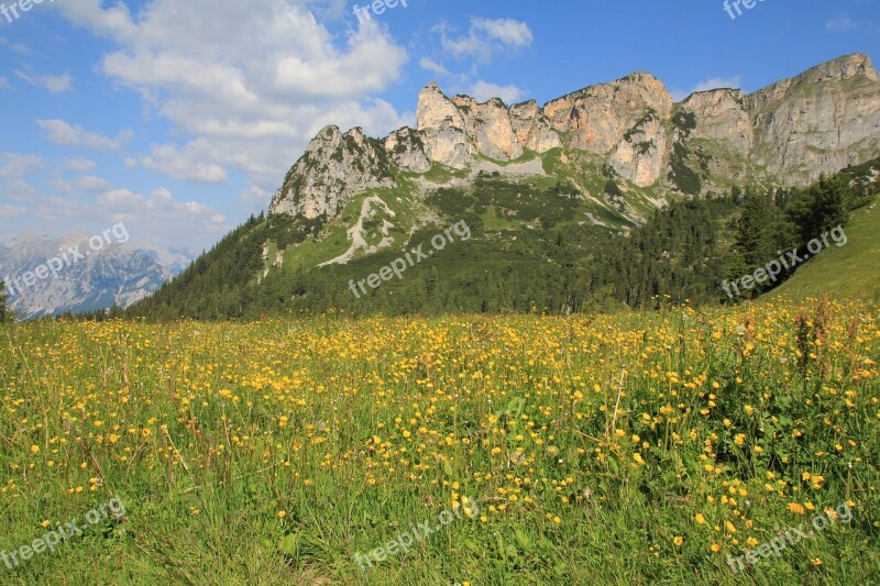 Mountains Meadow Buttercup Yellow Alpine